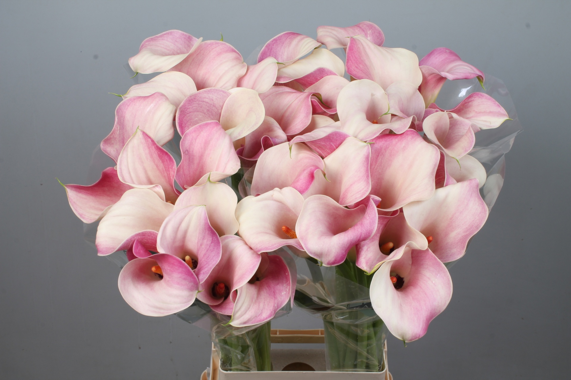 Calla Blushing Lady 80cm