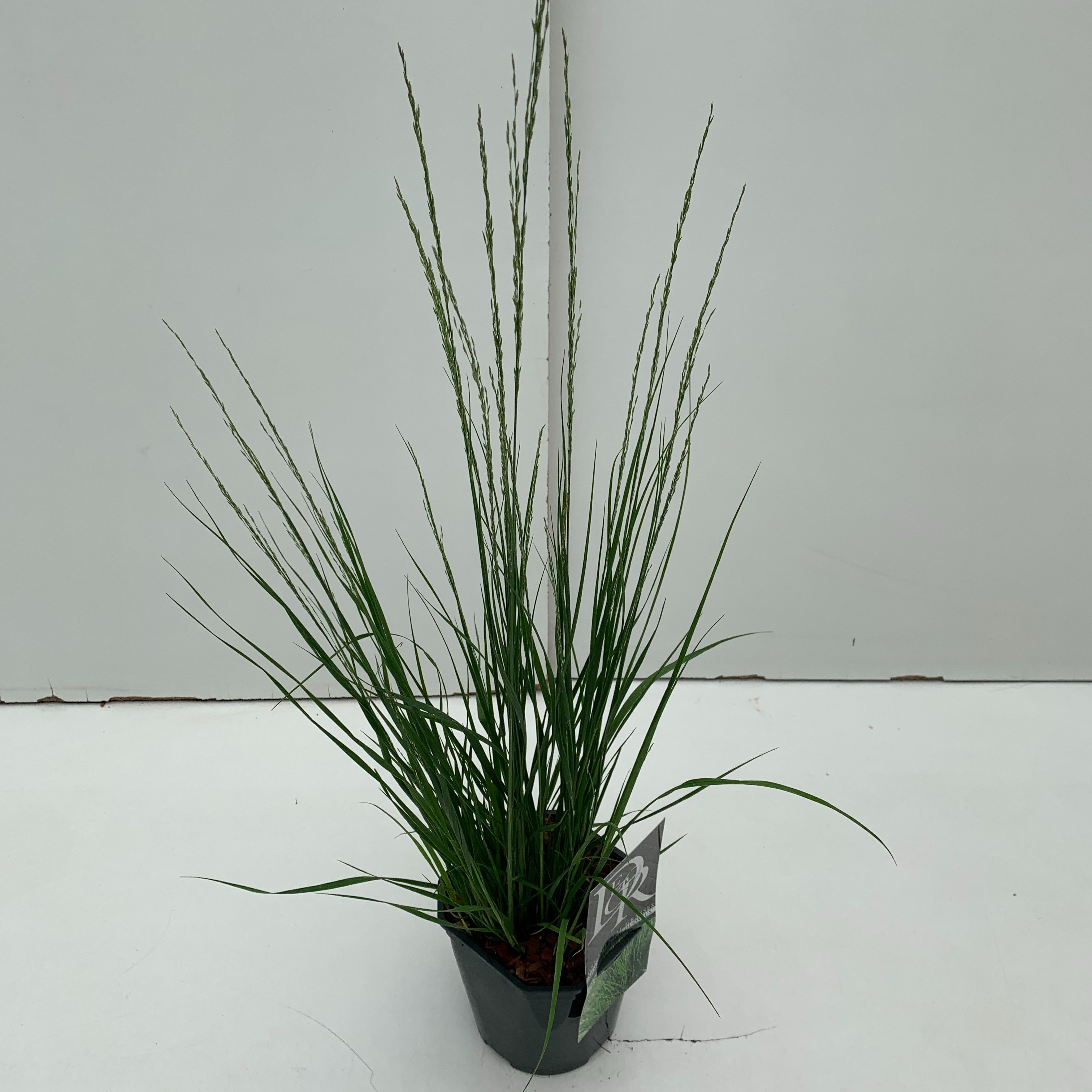 Picture of Molinia Edith Dudszus P17 (2 Ltr) Square