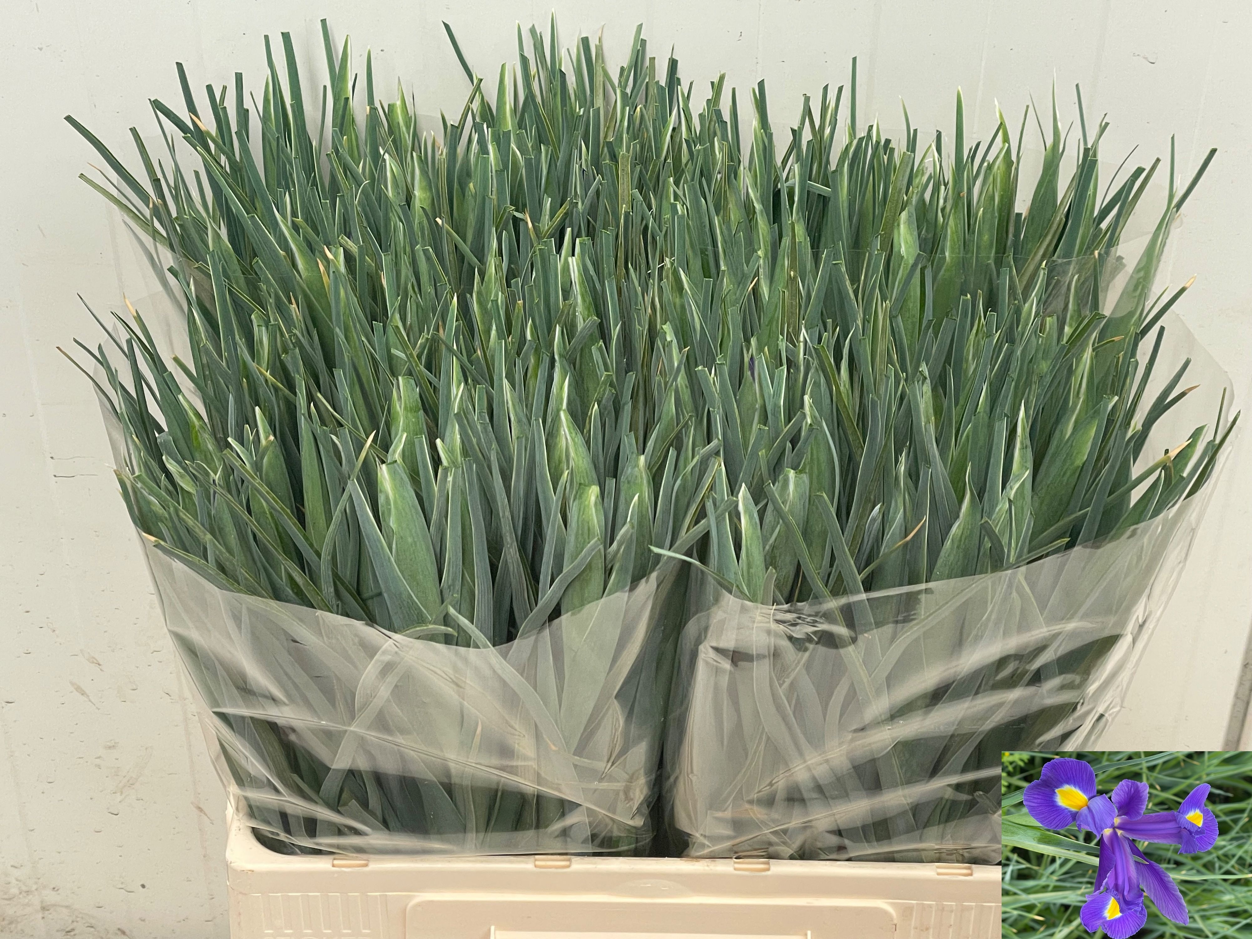 Iris Blue Magic 60cm