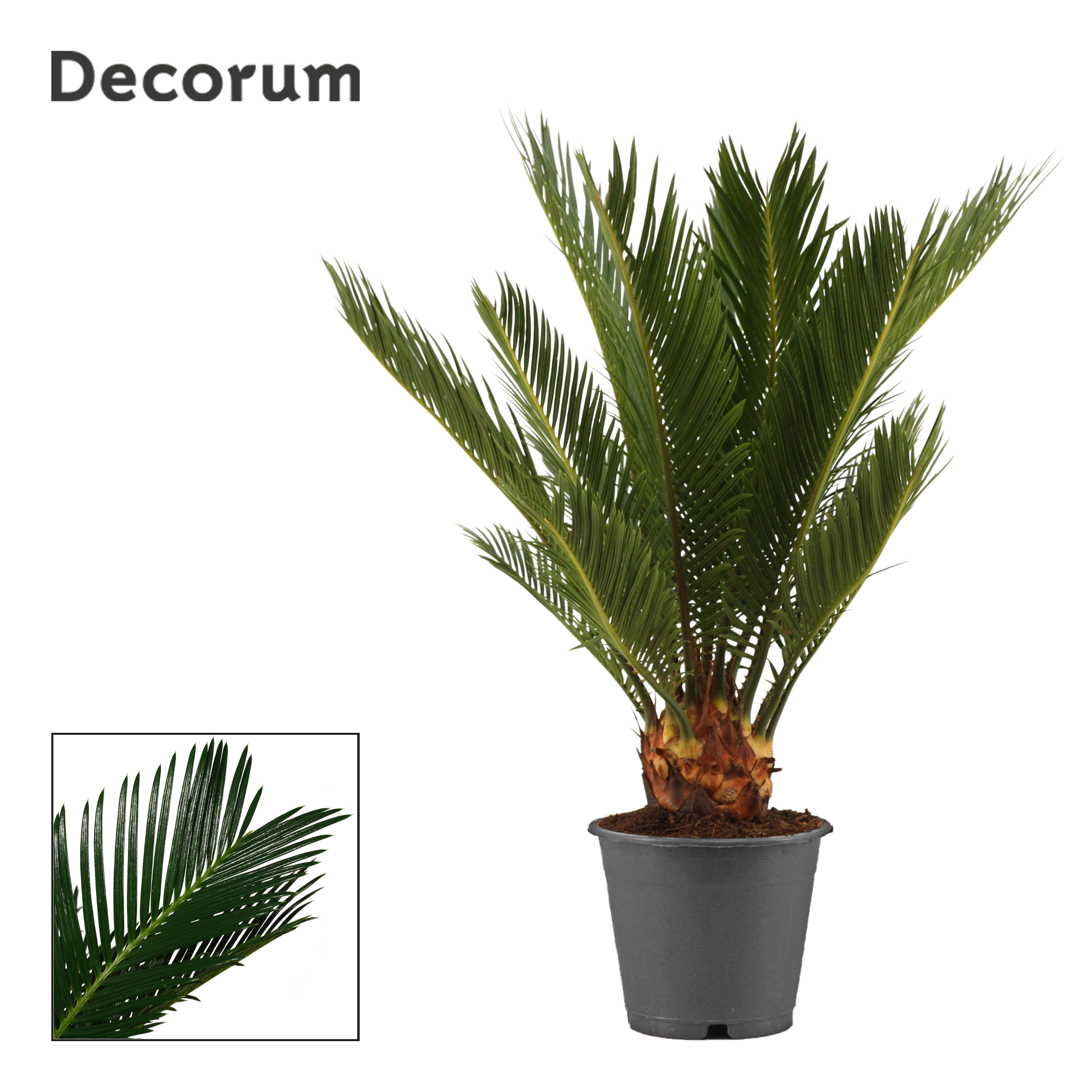 Picture of Cycas revoluta Decorum P12 35CM