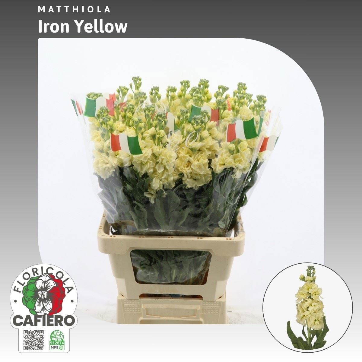 Matthiola Iron Yellow 70cm
