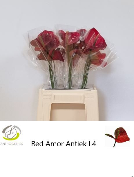 Anth A Red Amor