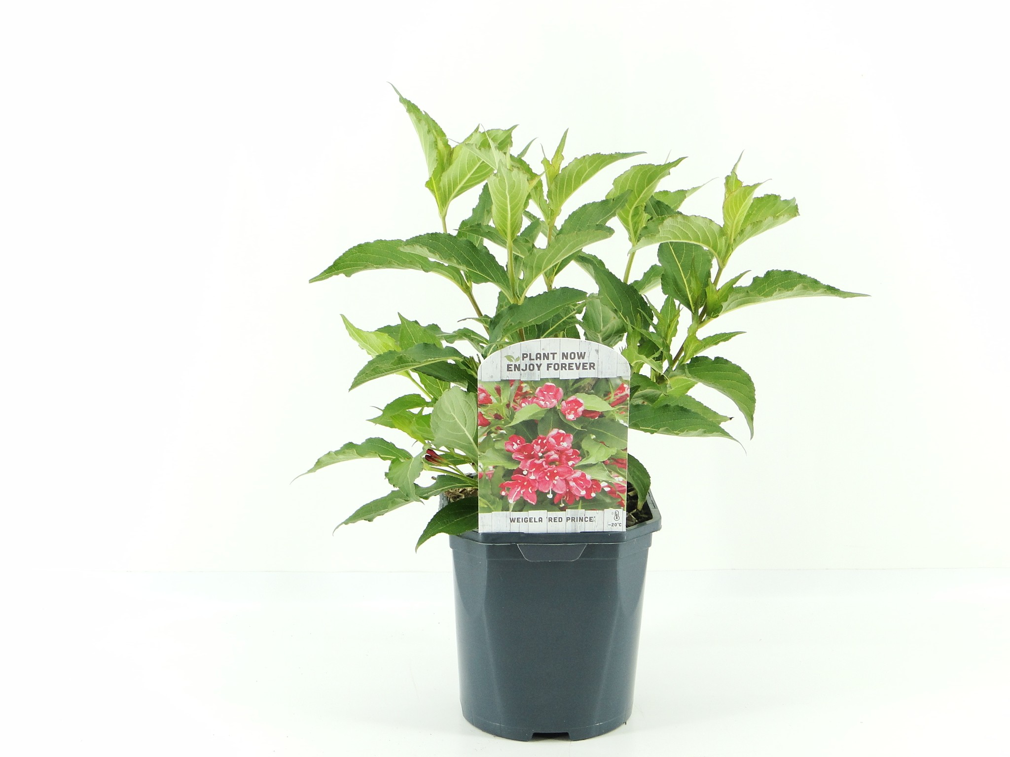 Picture of Weigela Red Prince