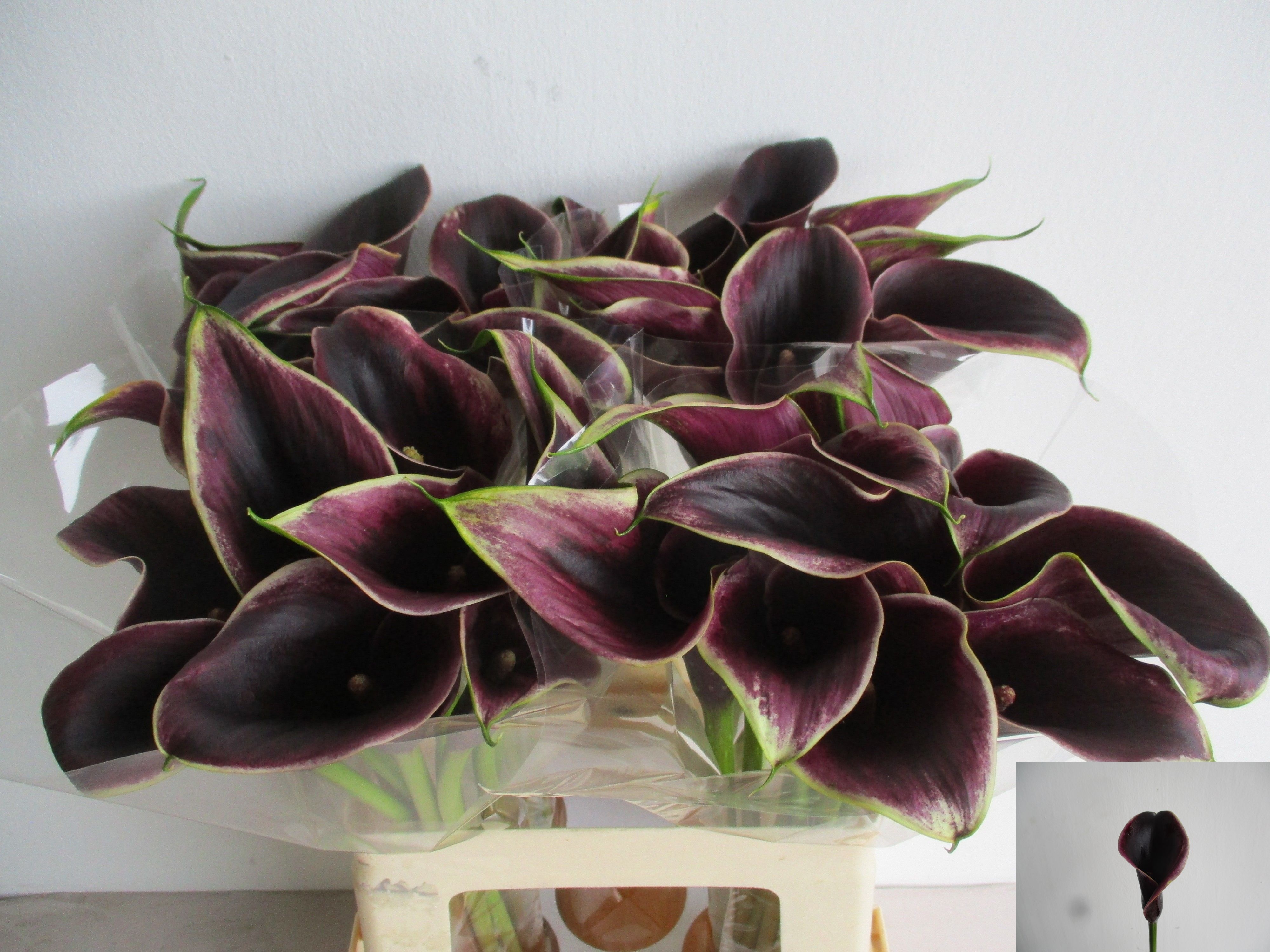 Calla Dubai Nights 60cm