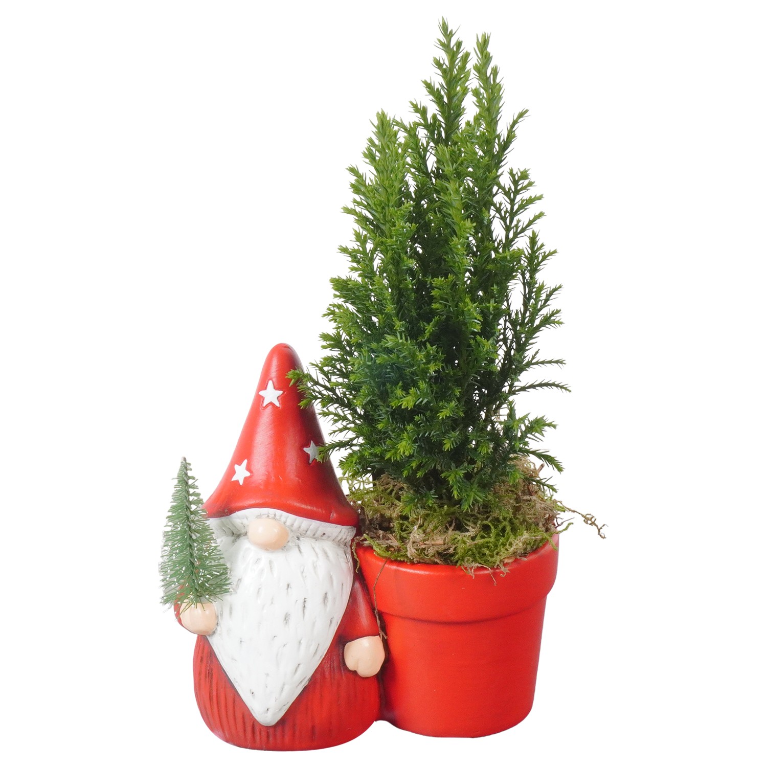 Picture of PTKB9380 Arrangement X-Mas in ceramic pot P13 24CM