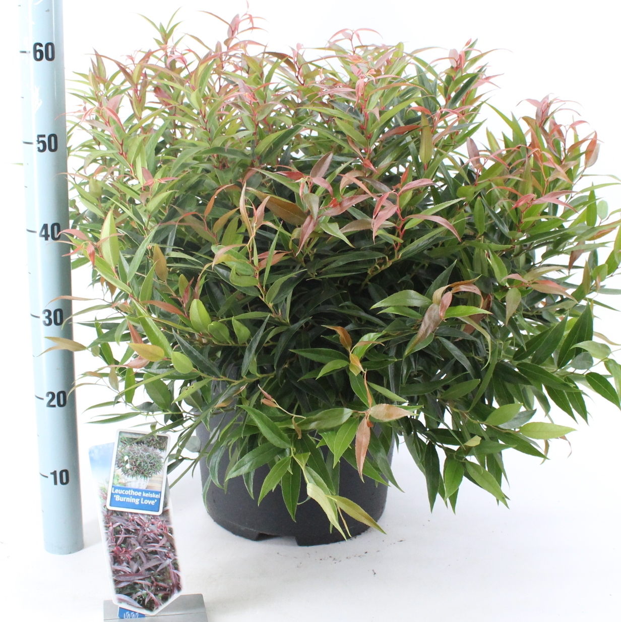 Picture of Leucothoe keiskei Burning Love P32 (15 Ltr)