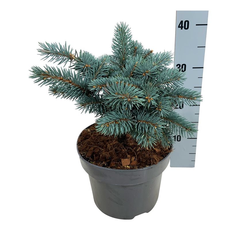 Picture of Picea pung. 'Karpaten' -R-