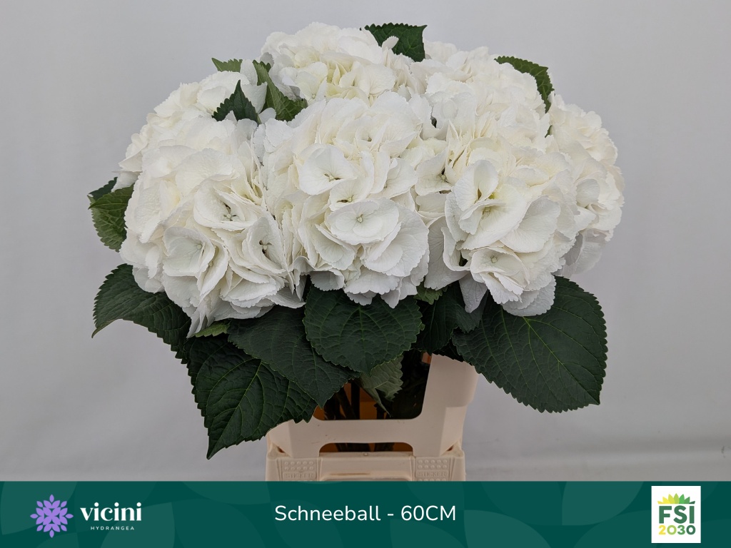 Hydrangea Schneeball 60cm 18Ø