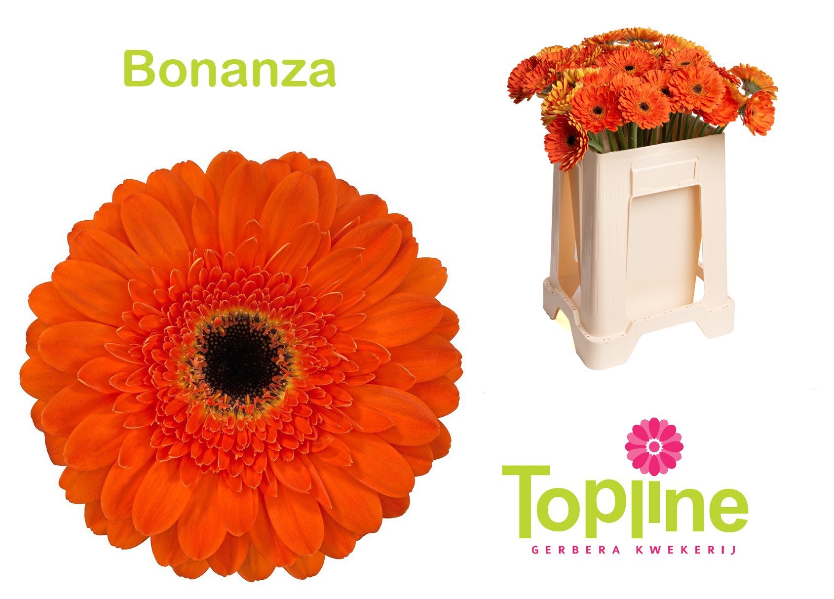 Gerbera Bonanza