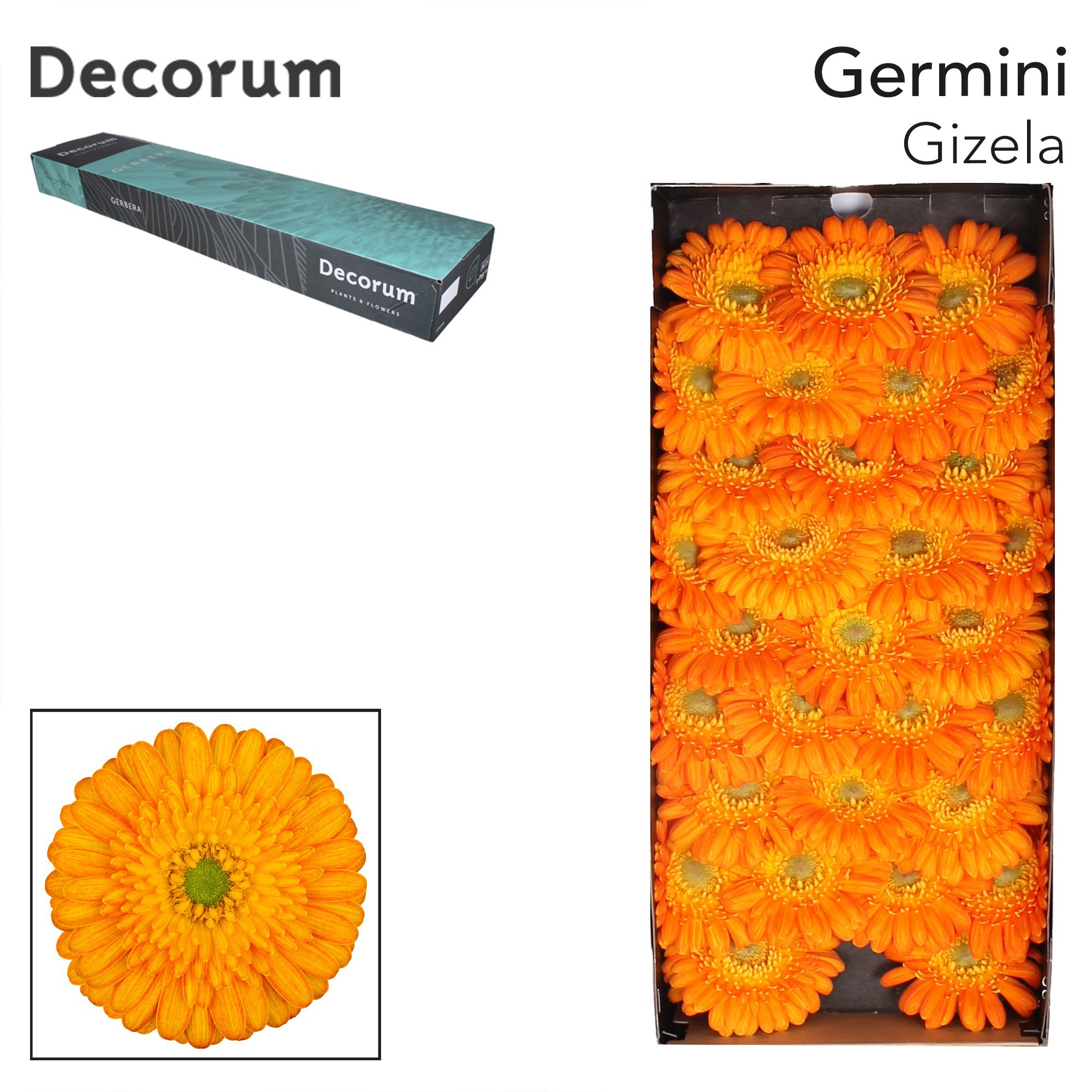 Germini Gizela Doos