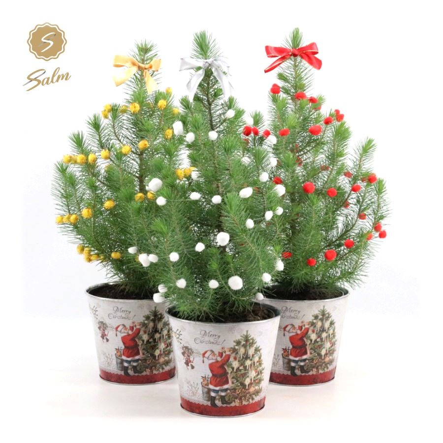 Picture of Pinus pinea Silver Crest P17 in Zinc Santa + Deco Sensation Mix + Bow Mix P19 50CM