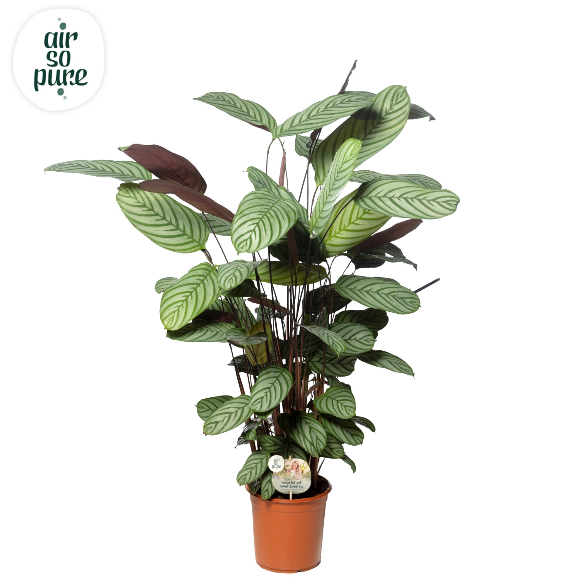 Ctenanthe Oppenheimiana Air So Pure disc