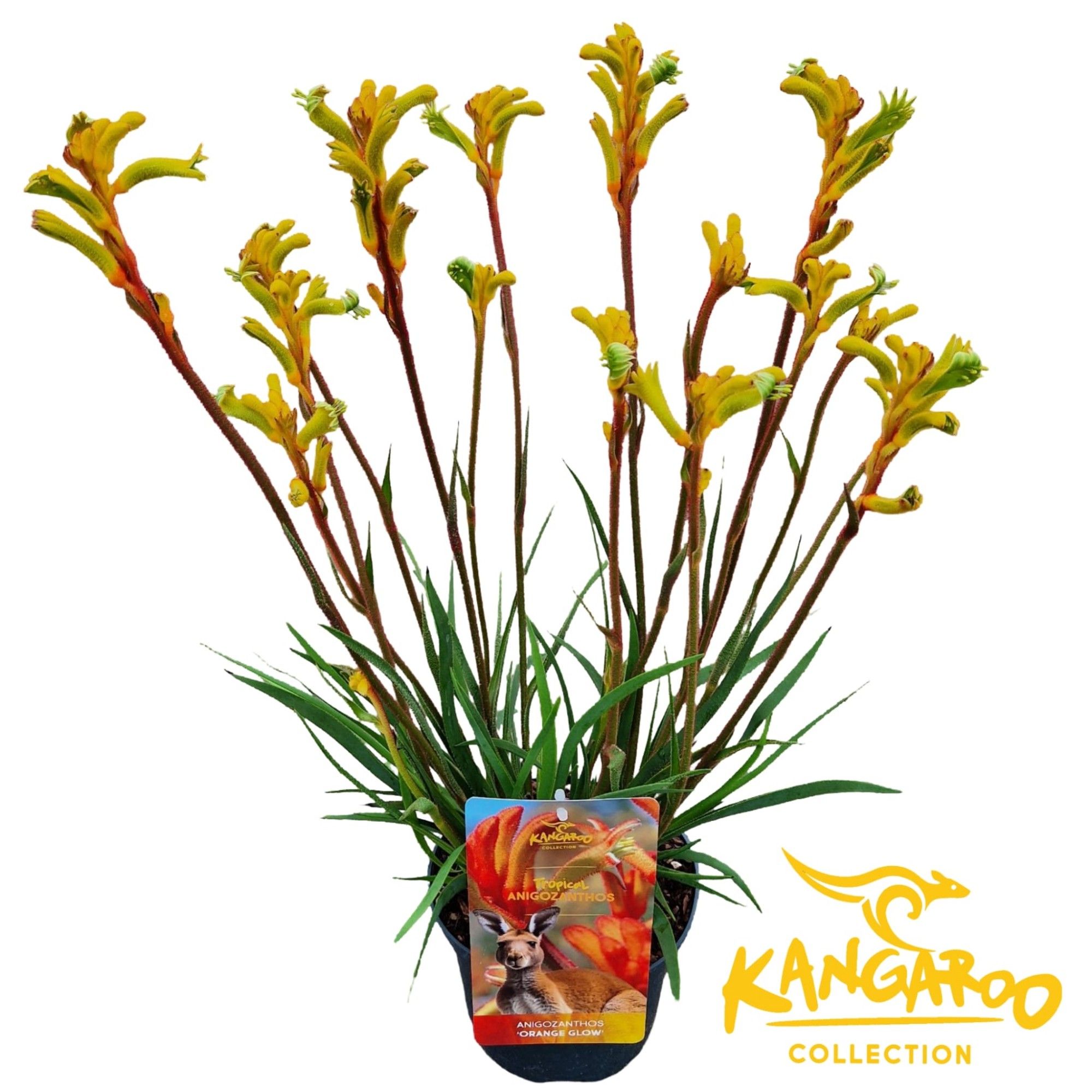 Anigozanthos 'Orange Glow'