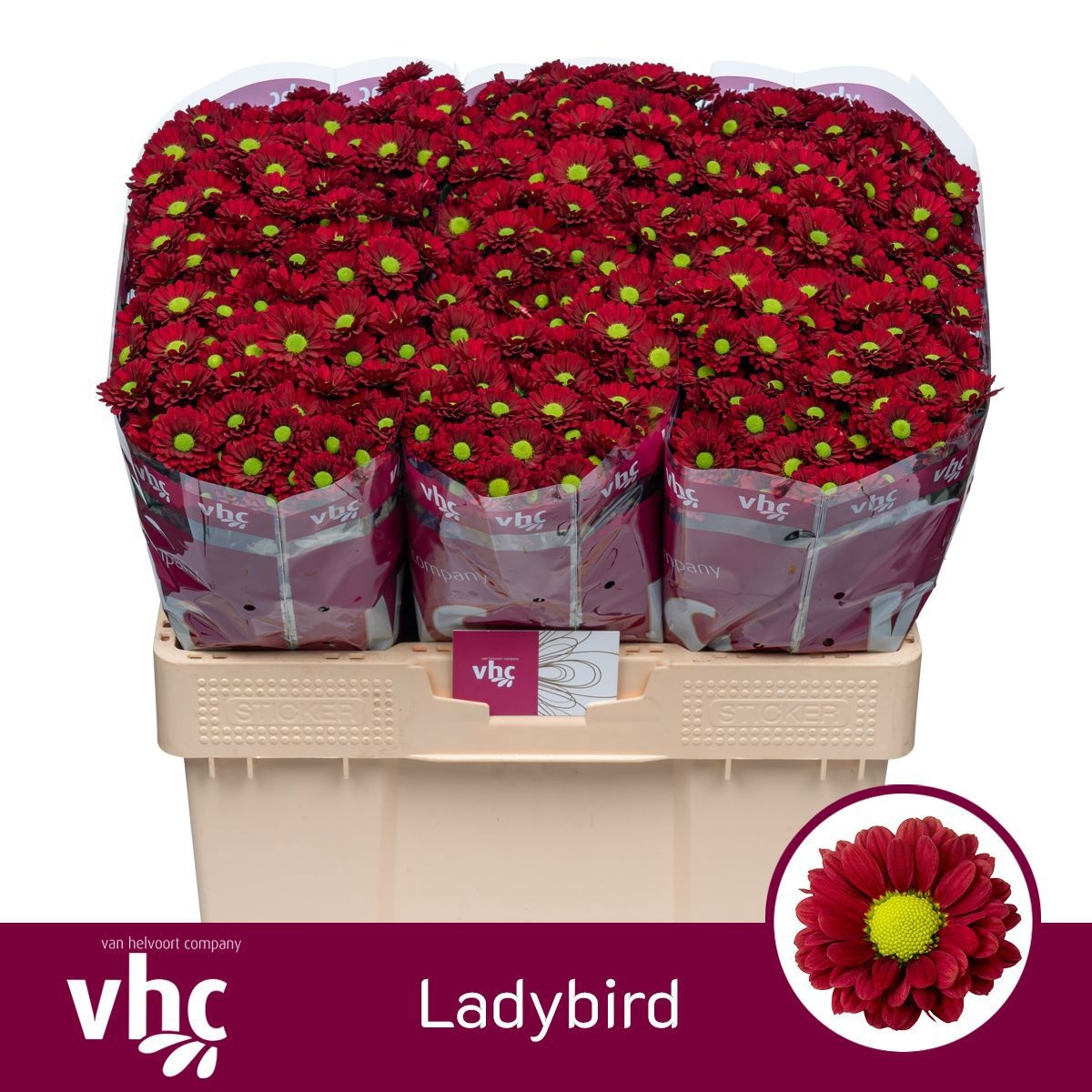 Chr S Ladybird