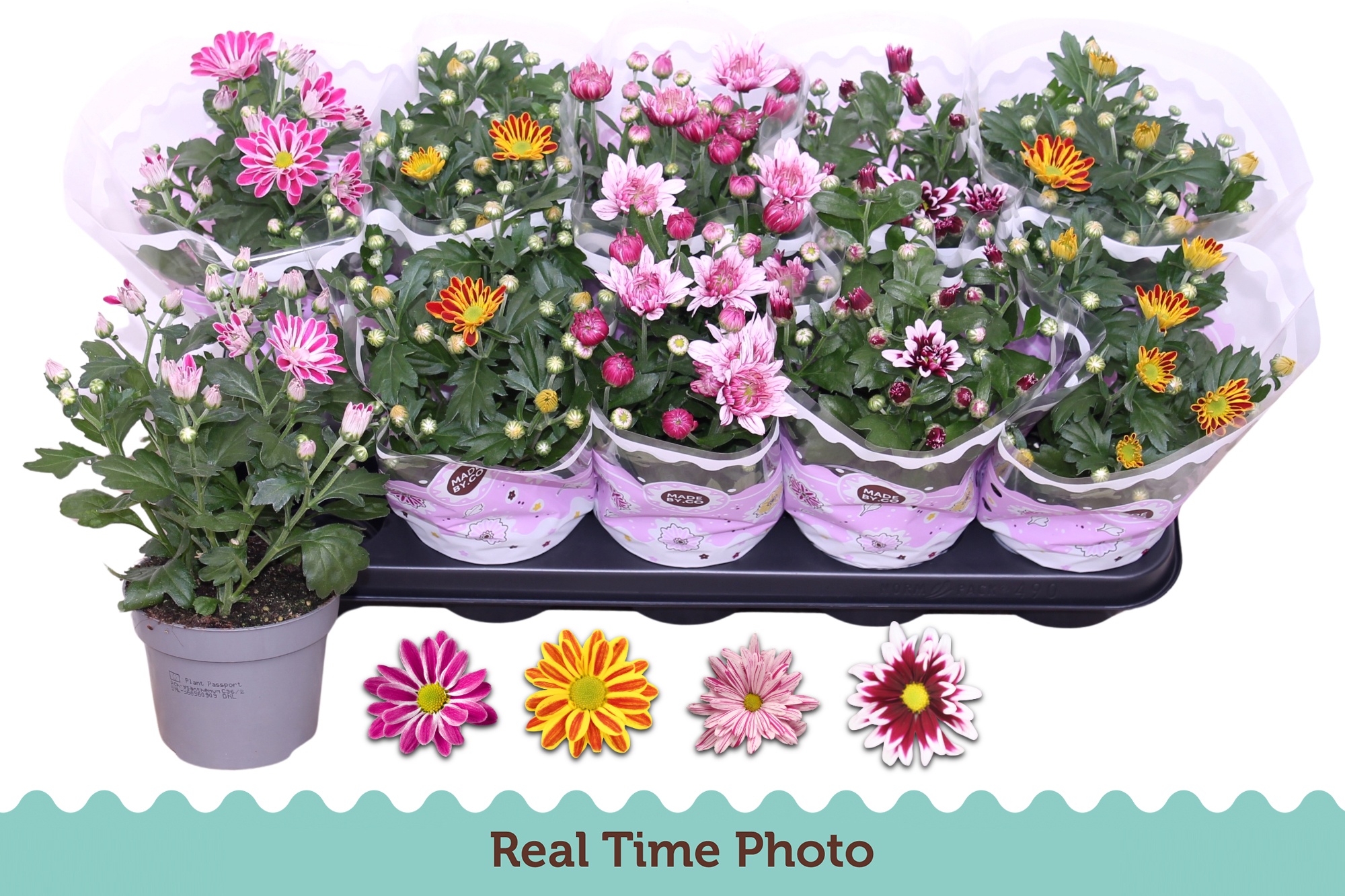 Chrys Gem 2 Kl Bloem 12Ø 25cm
