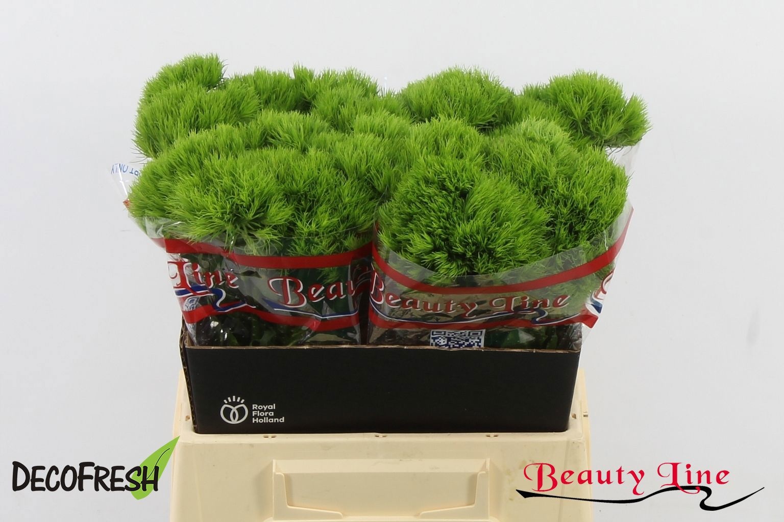 Dianthus Barbaratus 40cm