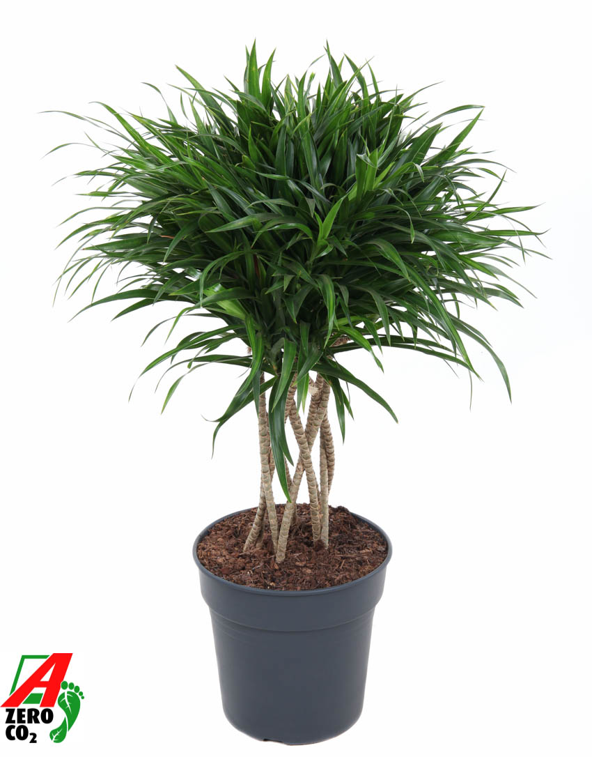 Picture of Dracaena Anita Varriegata tube shape P24 80CM (LOOSE)