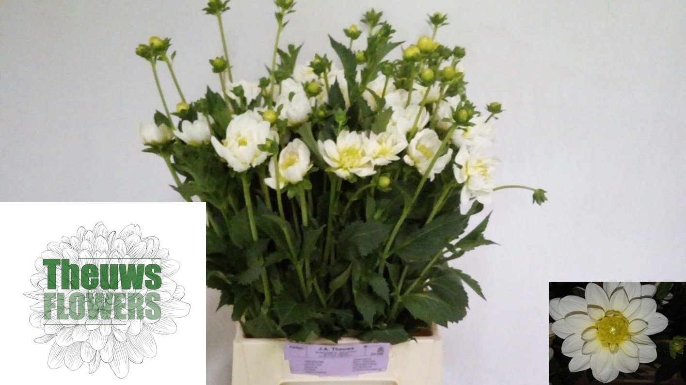 Dahlia White Onesta 50cm