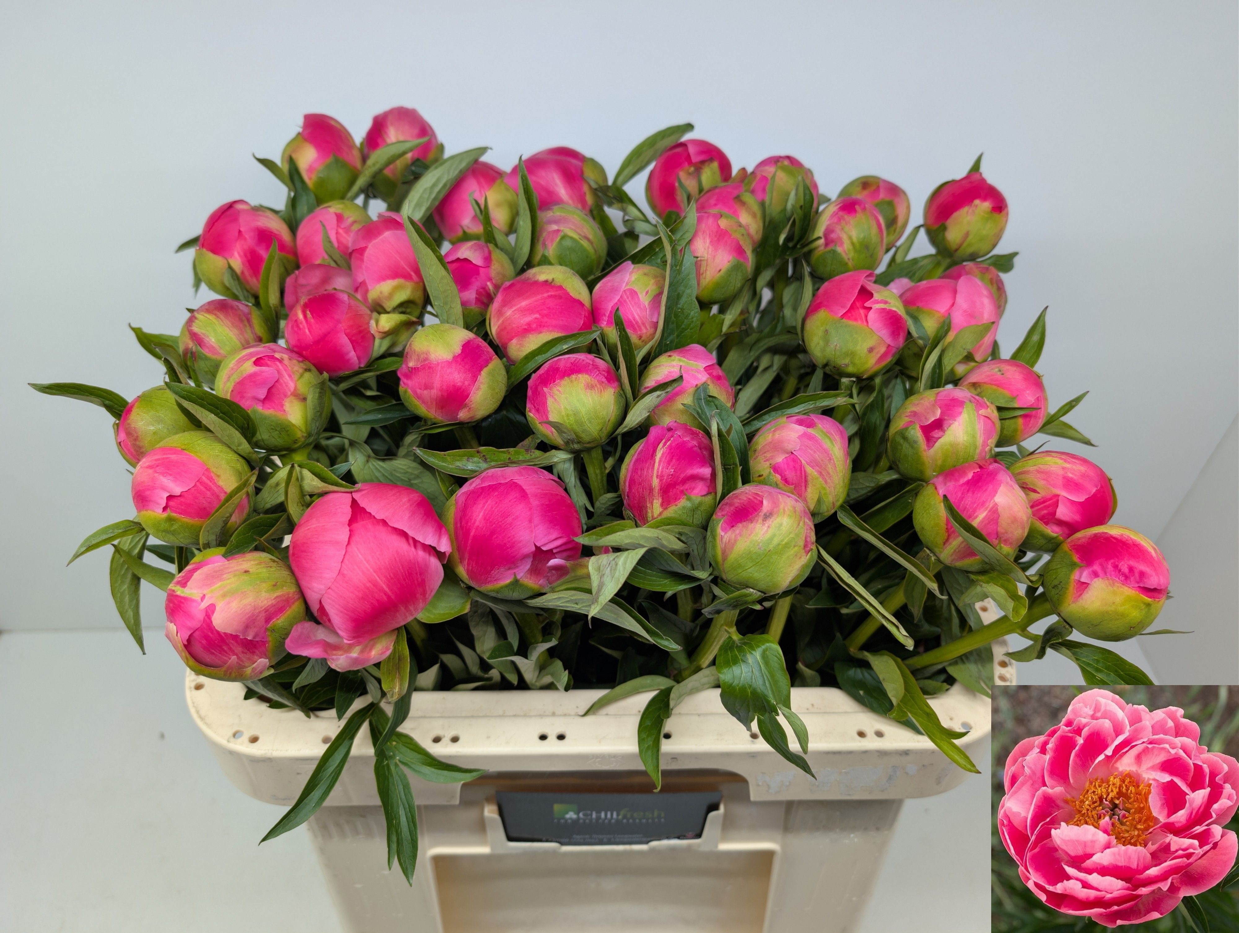 Paeonia Coral Charm 60cm