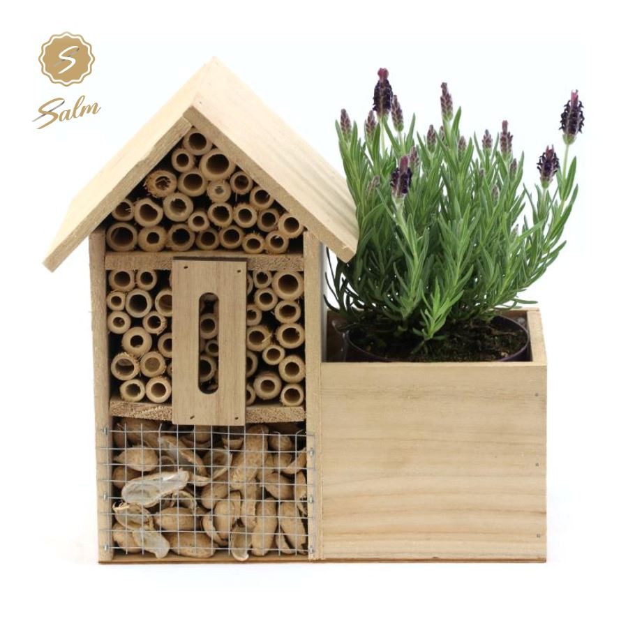 Picture of Lavandula st. 'Anouk'® Collection P10,5 in Insect Hotel