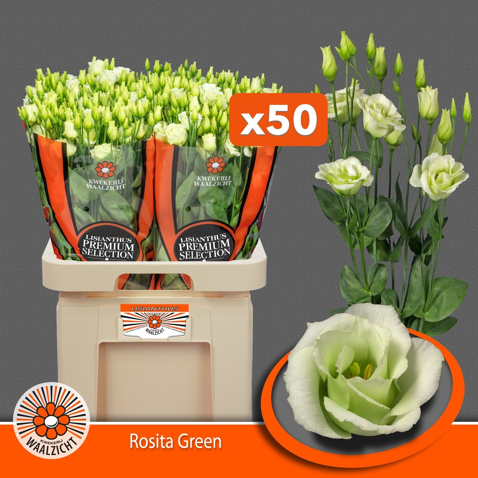 Lisianthus Double Rosita Green 70cm