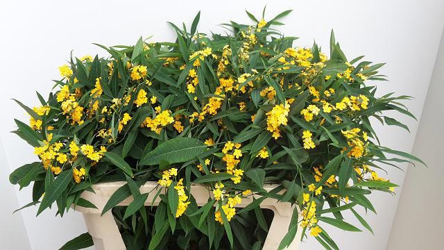 Euphorbia Fu Cream Ye R T 70cm