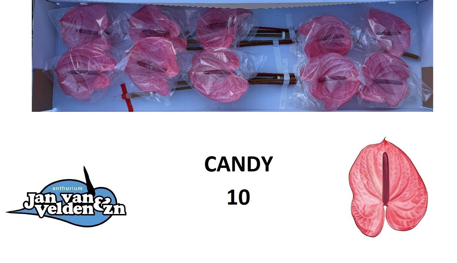 Anth A Candy
