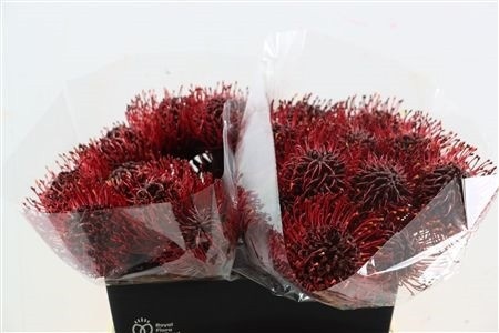 Leucospermum Naomi Painted 40cm