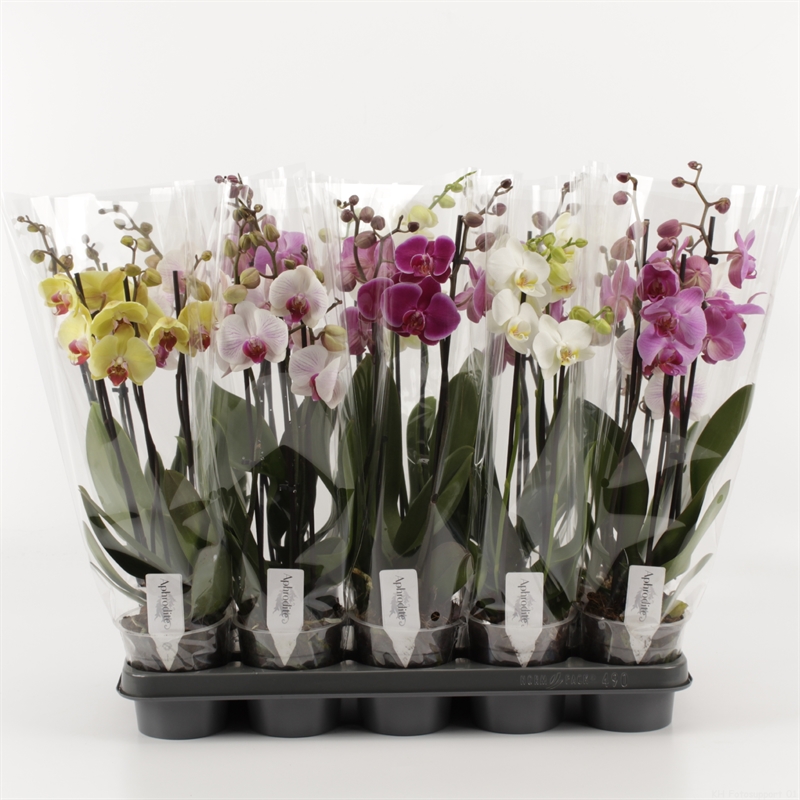 Picture of Phalaenopsis hybrid in varieties compact P12 3 spikes 15+ flowers height 40 cm