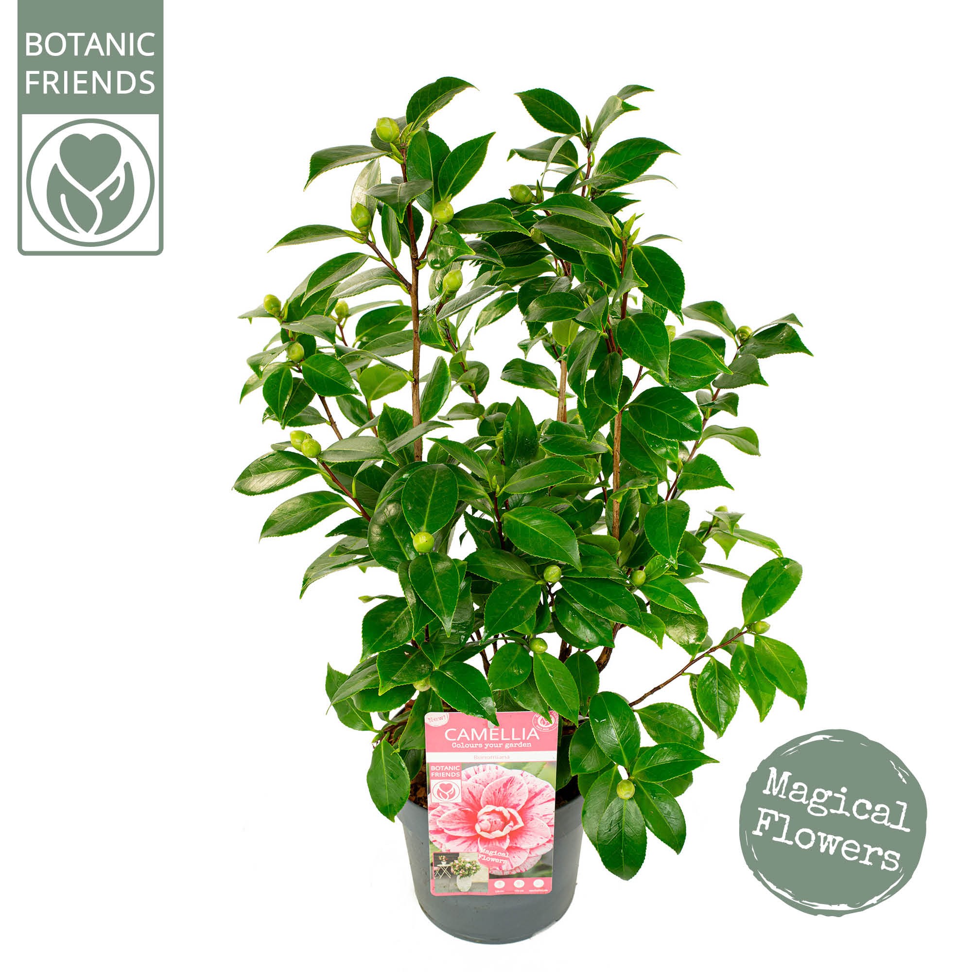 Picture of Camellia jap. Bonomiana P19 (3 Ltr) PREMIUM (LOOSE)