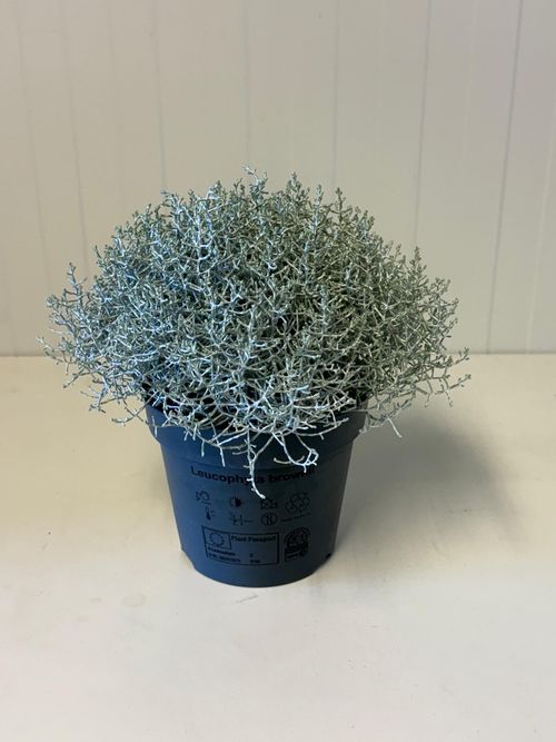 Calocephalus brownii p17 Zeel