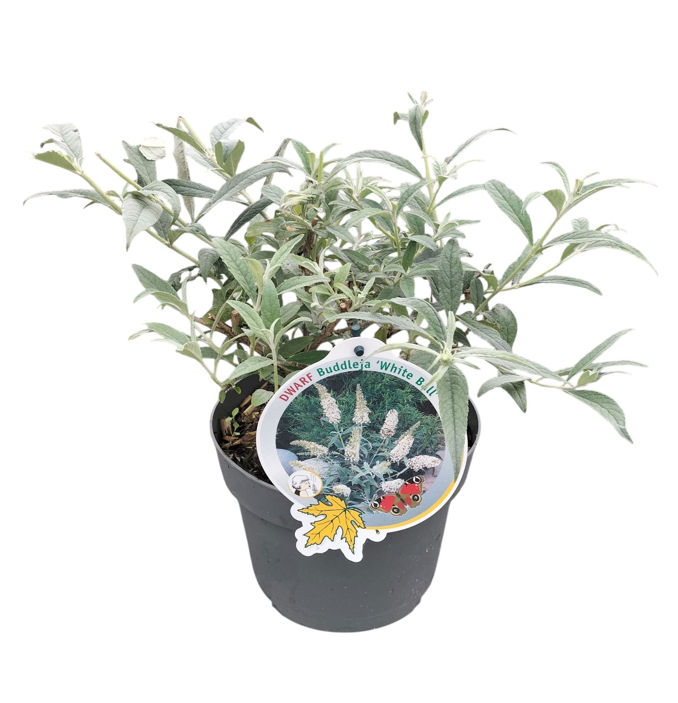 Buddleja 'White Ball'