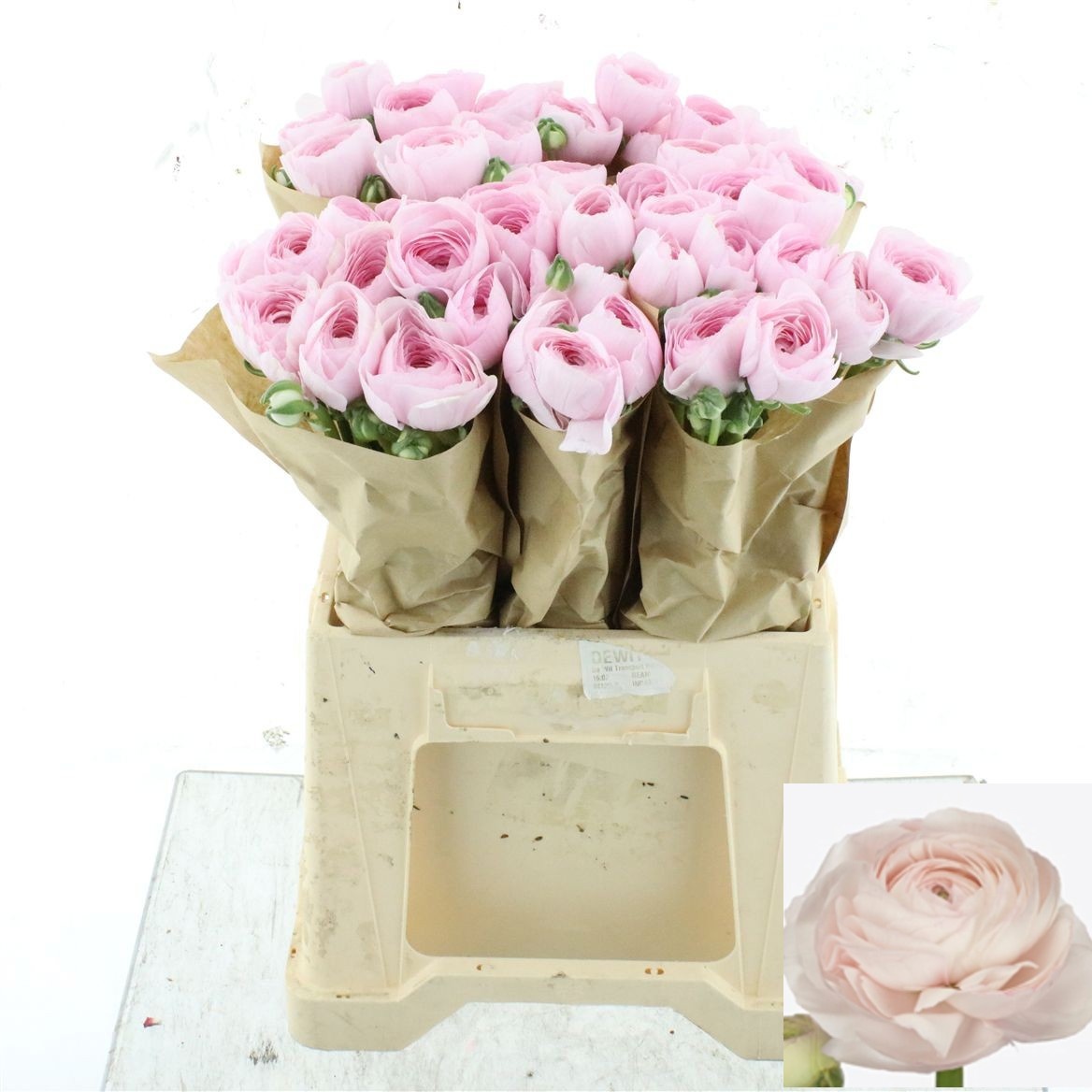 Ranunculus Success Hanoi 45cm