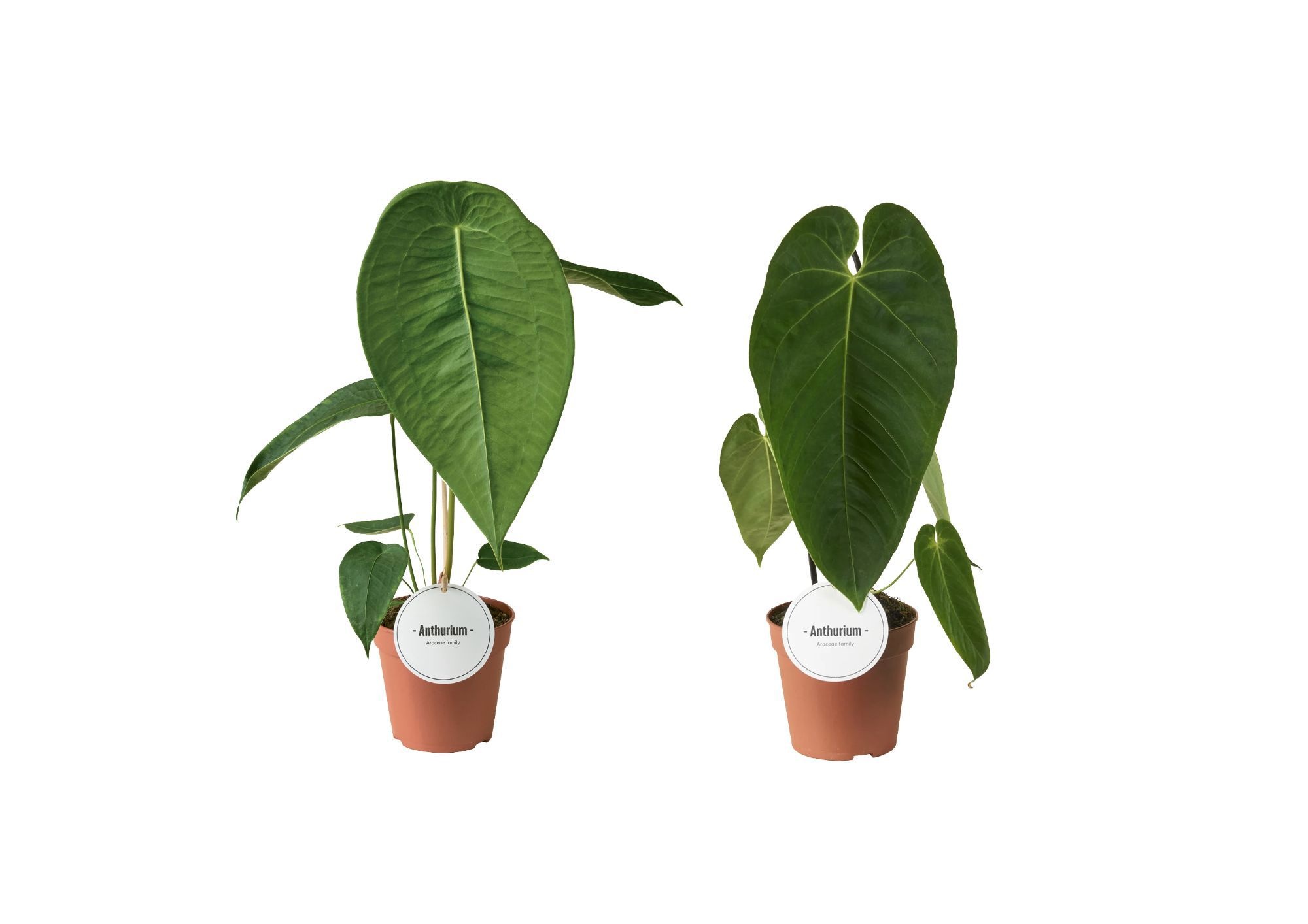 Anthurium Mix Hoog