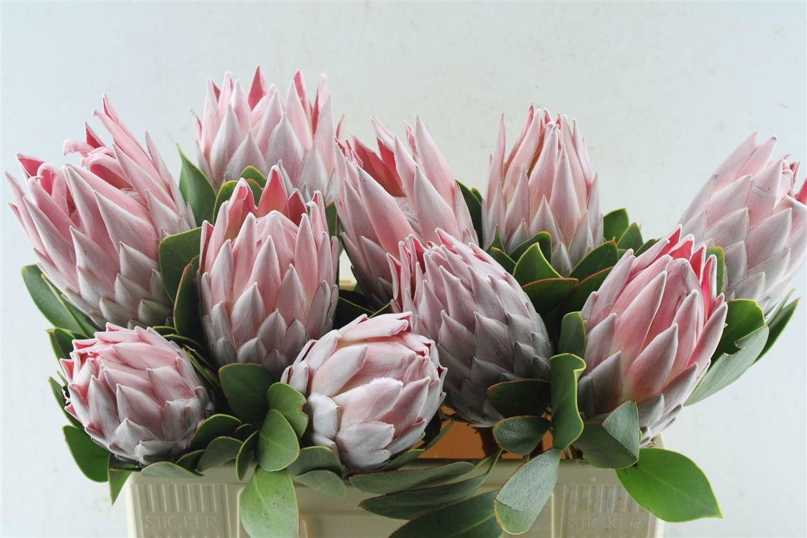 Protea Cynaroides 50cm