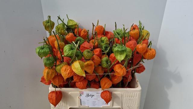 Physalis 60cm