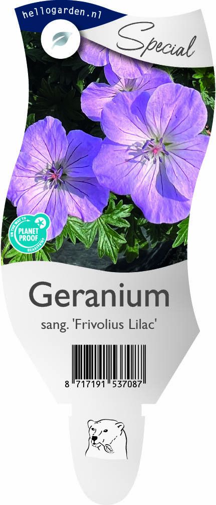 Geranium sanguineum Frivolius Lilac ('MVNG1901')
