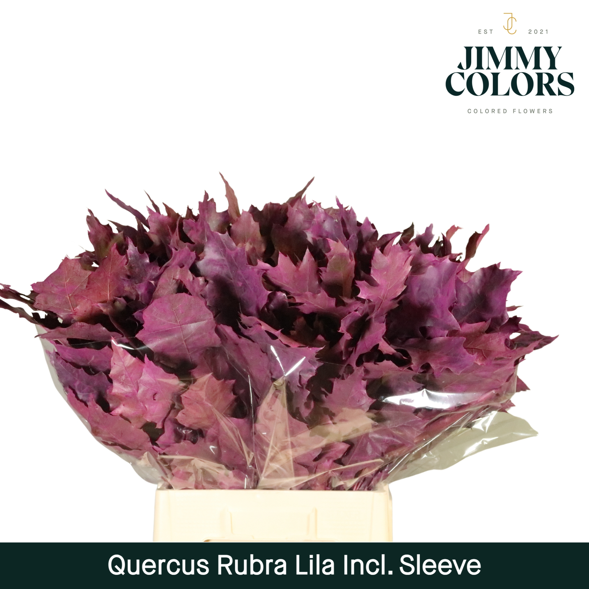 Quercus Rubra Sleeve L60 Lila