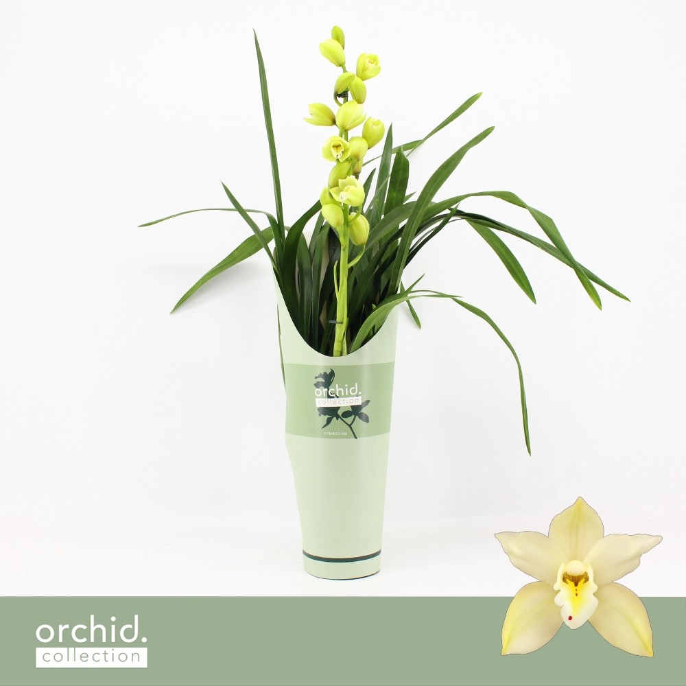 Picture of Cymbidium hybrid Paddy 1-Spike Orchid Collection Potcover P14 65CM