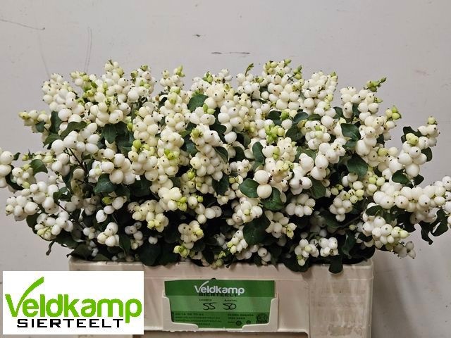 Sympho Mag Lemo Lime 50cm