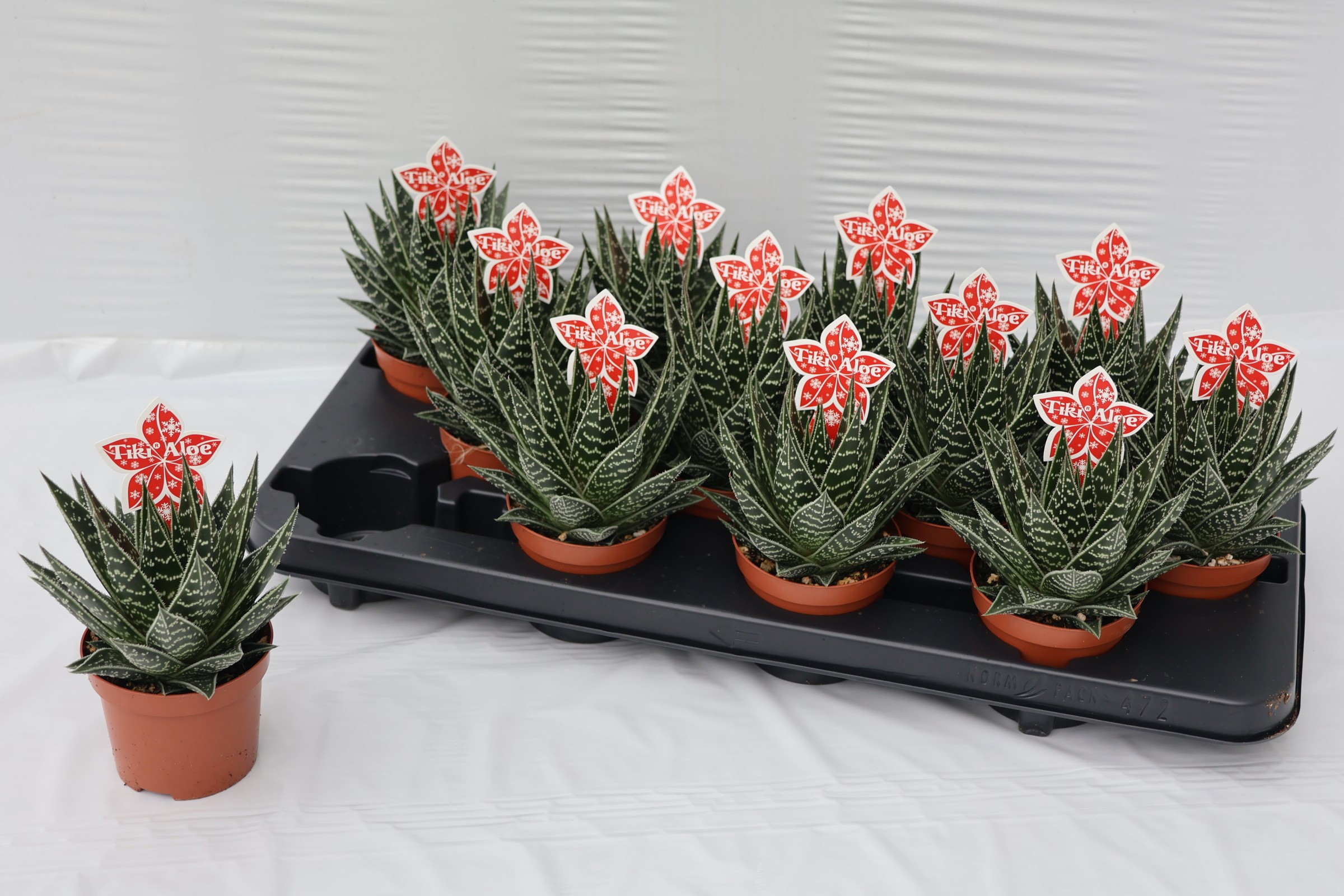 Aloe 'Tiki Tahi' ALOE TIKI TAHI | Gardenline
