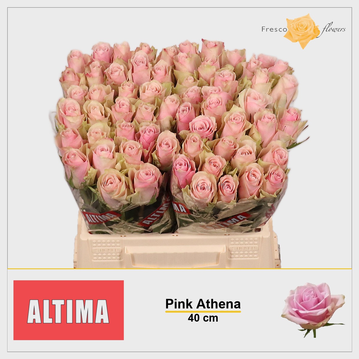 Rosa Pink Athena 40cm