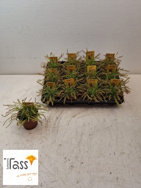 Drosera 508P 15H