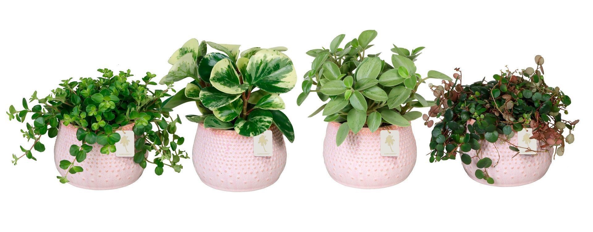 Peperomia L 66024 with Peperomia Mix