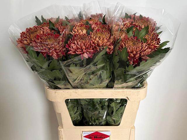 Chr G Bislet Red 80cm 90gram