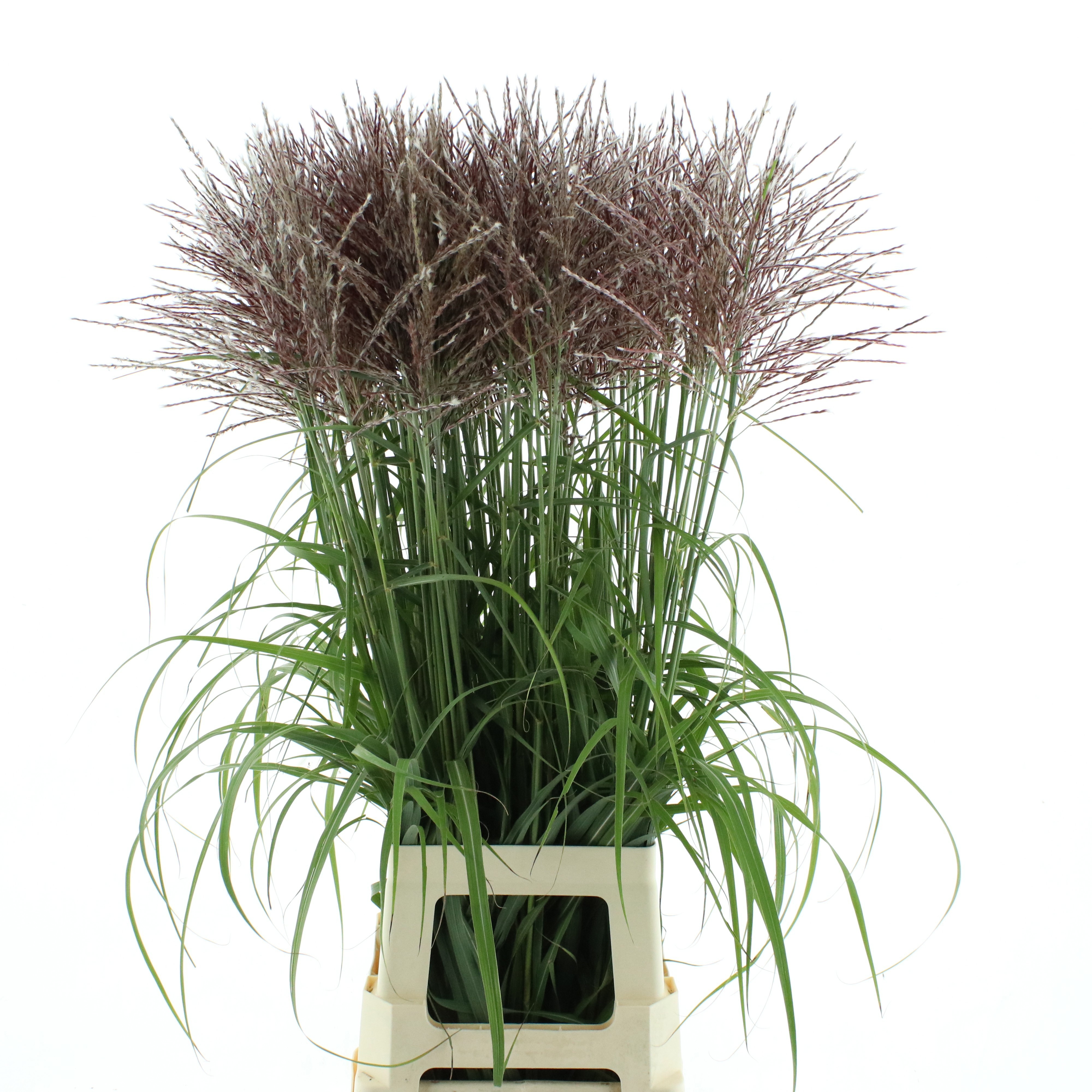 Miscanthus Rotfeder 100cm