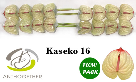 Anth A Kaseko