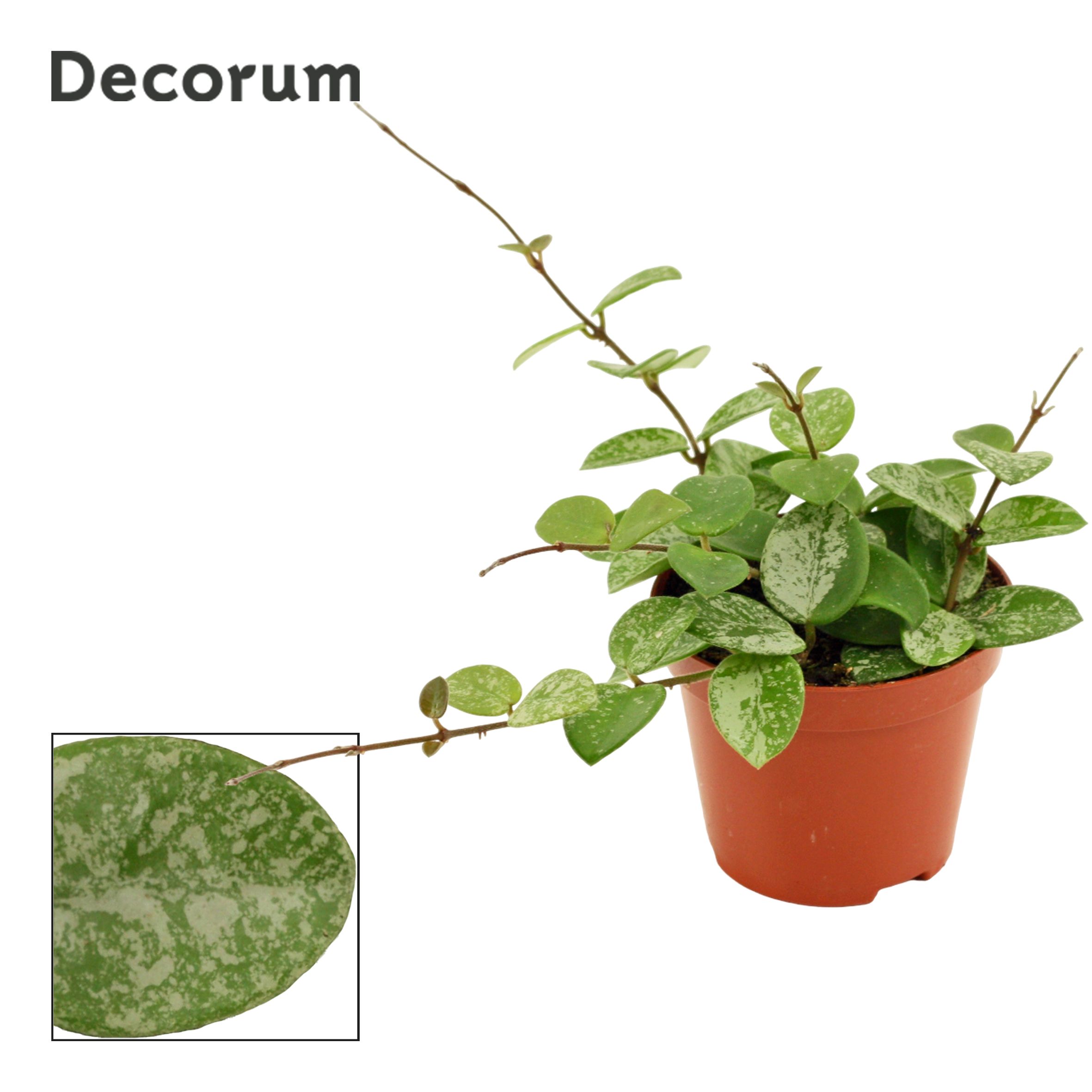 Hoya Mathilde Splash (Decorum)
