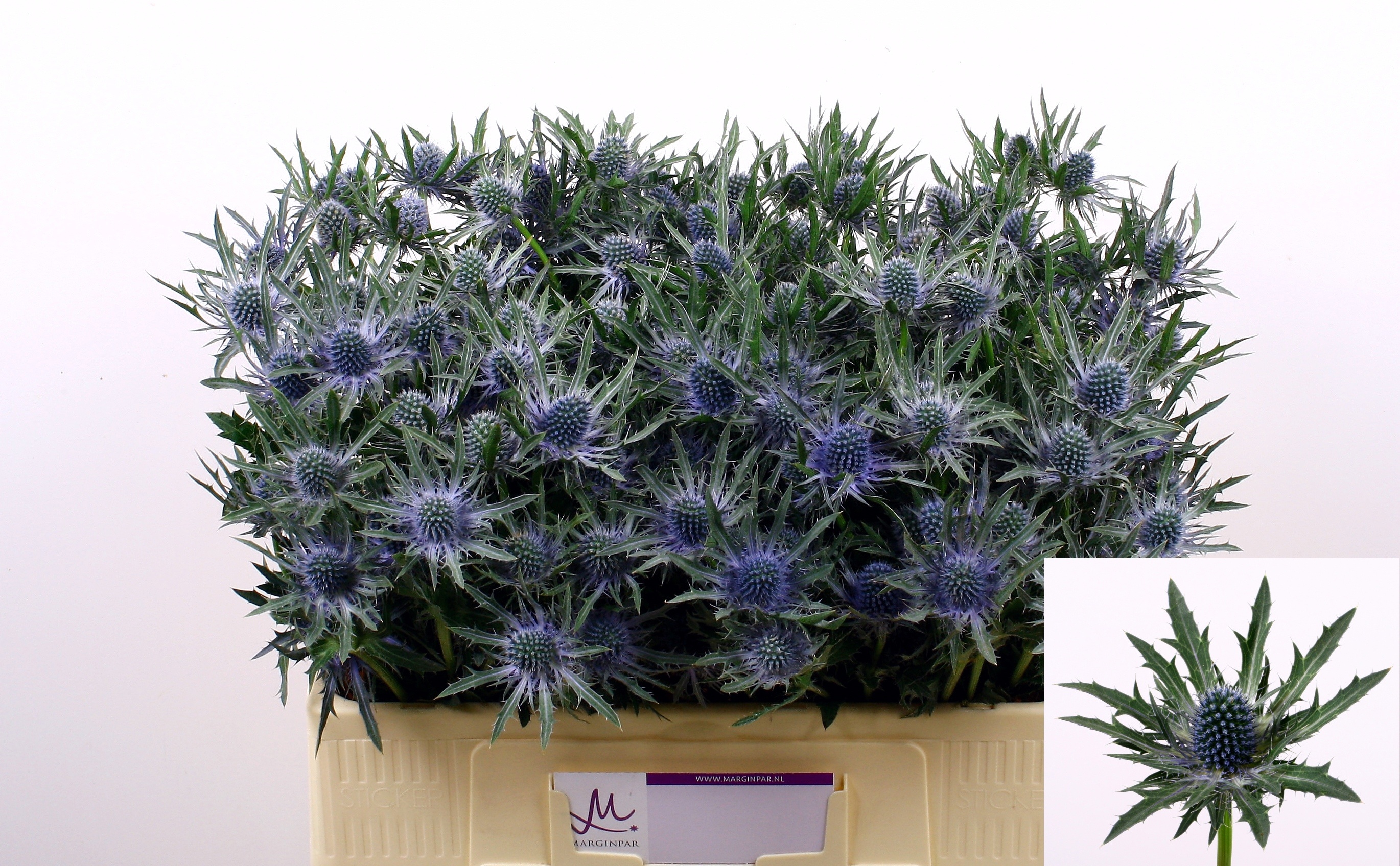 Eryngium Orion 50cm