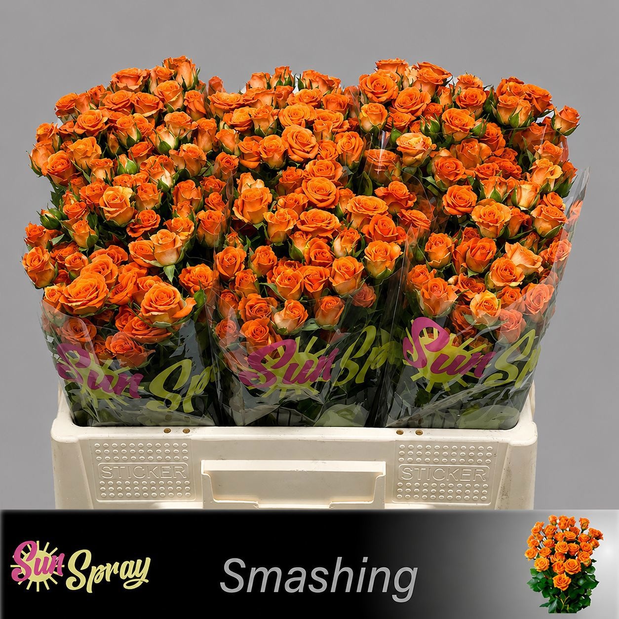 Rosa Spr Smashing 50cm